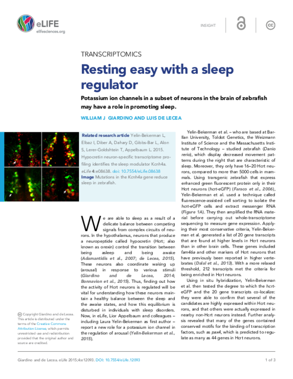 (PDF) Resting easy with a sleep regulator Potassium ion channels in a ...