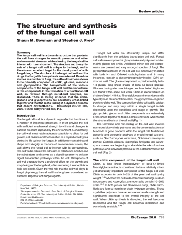 (PDF) The structure and synthesis of the fungal cell wall mayur