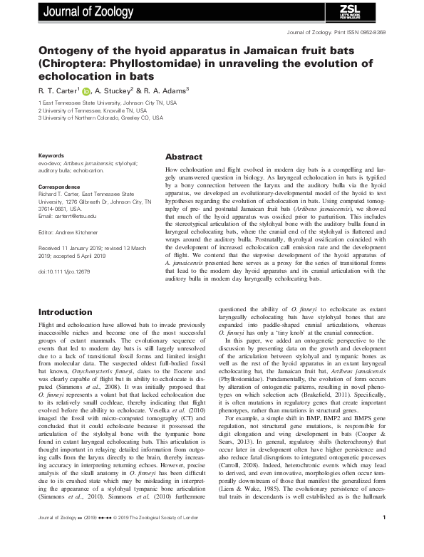 (PDF) Ontogeny of the hyoid apparatus in Jamaican fruit bats ...