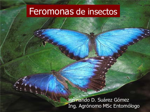 (PPT) Feromonas de insectos