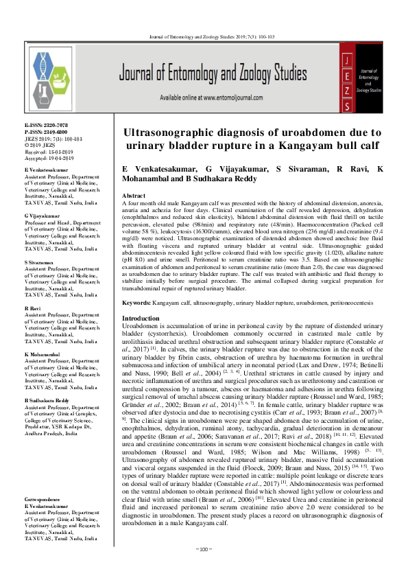 (PDF) Ultrasonographic diagnosis of uroabdomen due to urinary bladder ...