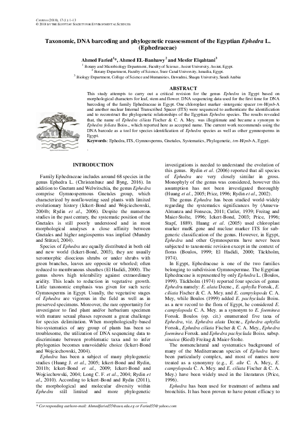 Ephedra essay 05 image