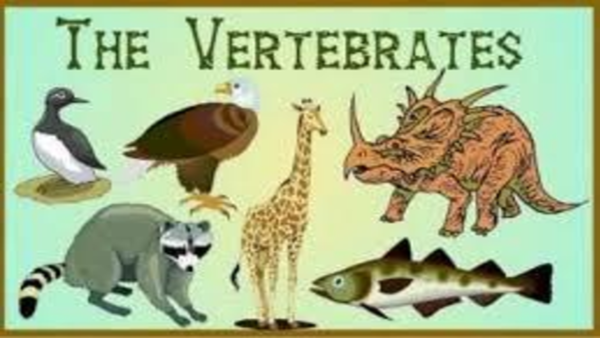 (PPT) PPT Vertebrata Biologi (1)