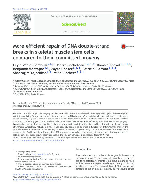 (PDF) More efficient repair of DNA double-strand breaks in skeletal ...