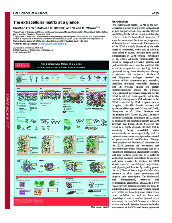(PDF) The extracellular matrix at a glance The Extracellular Matrix at ...