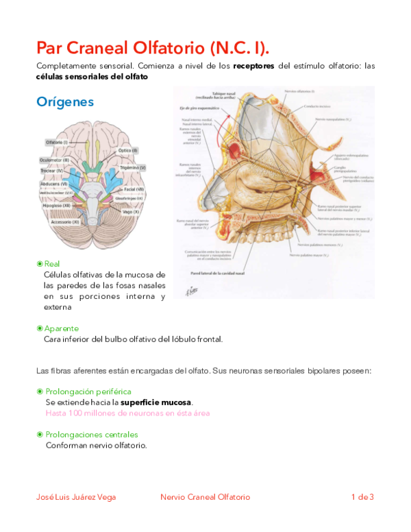 Anatomía Del Nervio Olfatorio Anatomía Del Nervio Olfativo