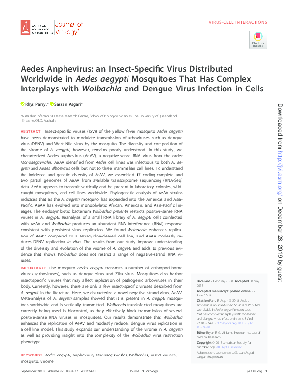 Aedes aegypti mosquito image