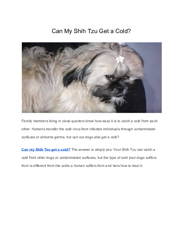 Can Shih Tzu Catch Cold