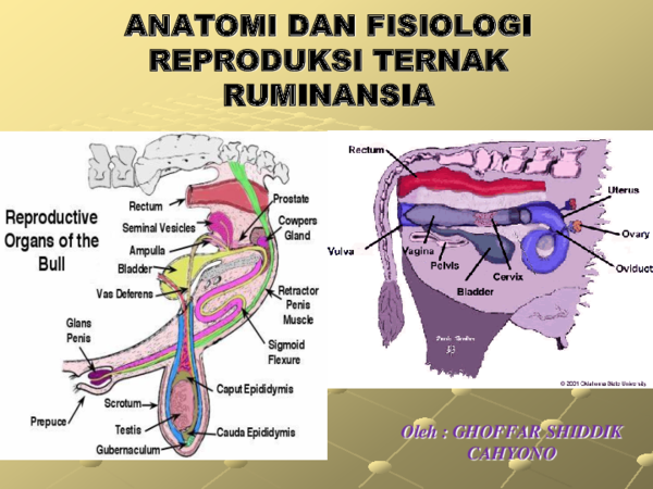 (PPT) Anantomi dan Fisologi Reproduksi Sapi
