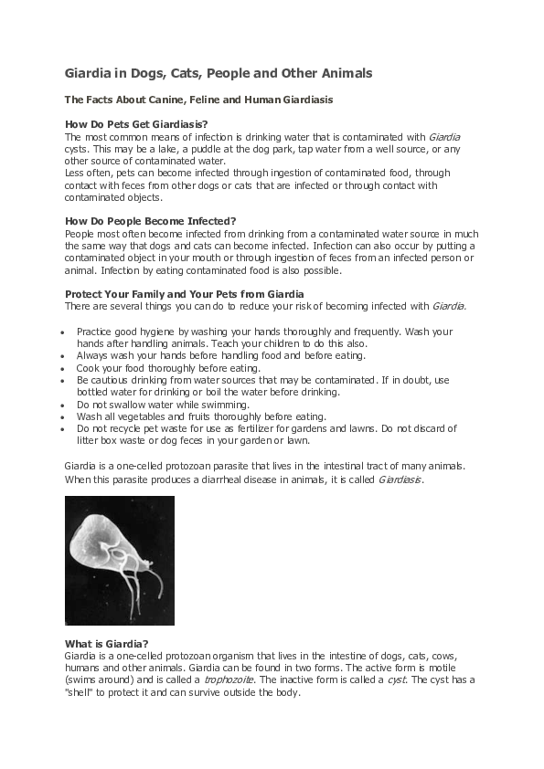 Can Dogs Spread Giardia Through Saliva