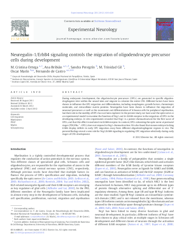 (PDF) Neuregulin-1/ErbB4 signaling controls the migration of ...