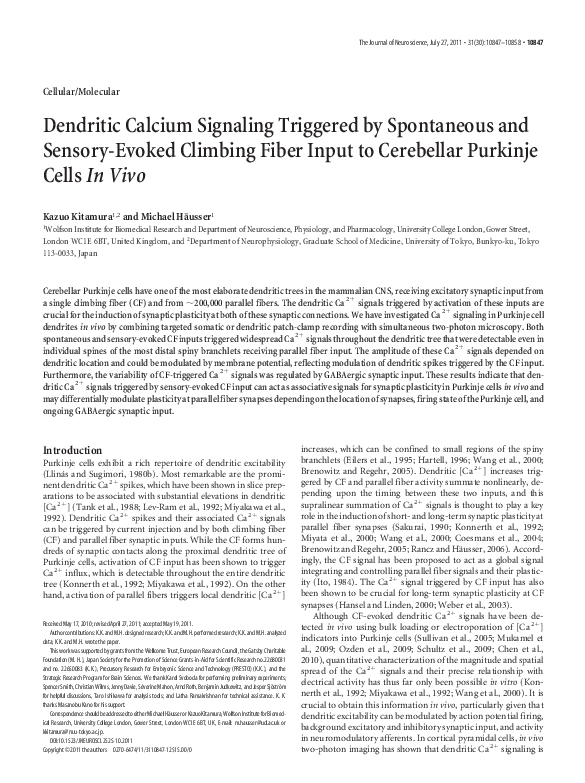(PDF) Dendritic Calcium Signaling Triggered by Spontaneous and Sensory ...