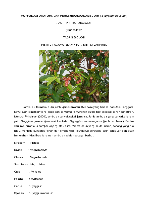 (DOC) MORFOLOGI, ANATOMI DAN PERKEMBANGAN TUMBUHAN JAMBU AIR