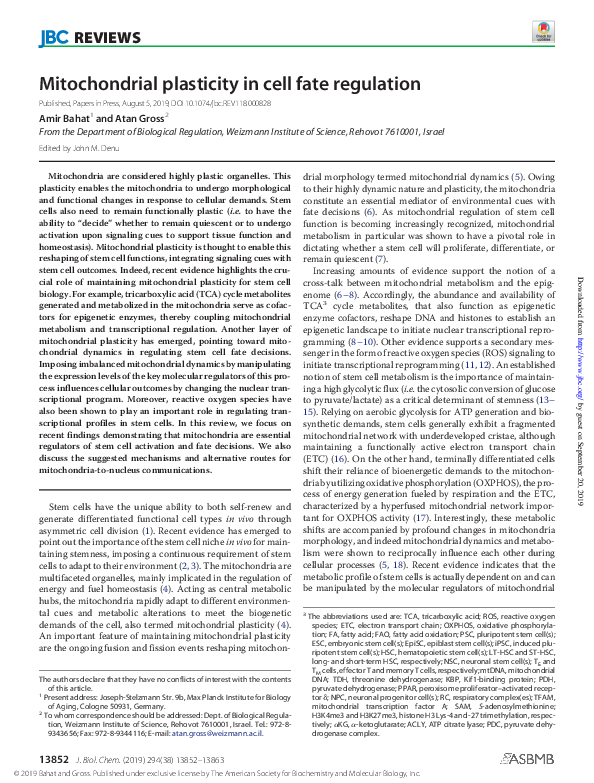 (PDF) Mitochondrial plasticity in cell fate regulation
