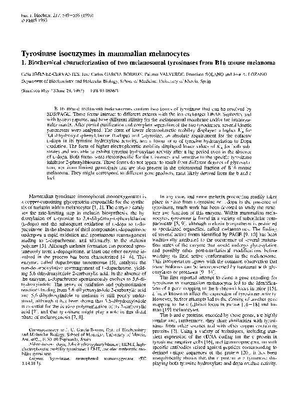 (PDF) Tyrosinase isoenzymes in mammalian melanocytes. 1. Biochemical ...