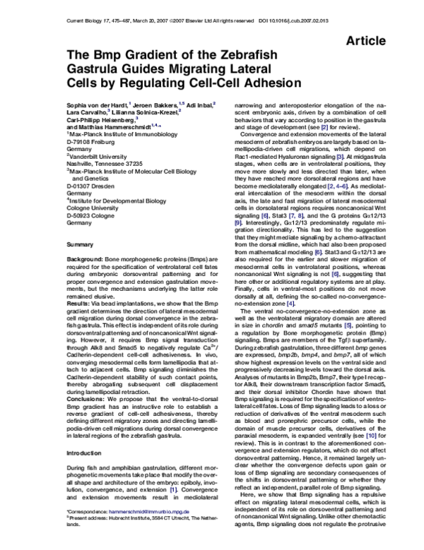 (PDF) The Bmp Gradient of the Zebrafish Gastrula Guides Migrating