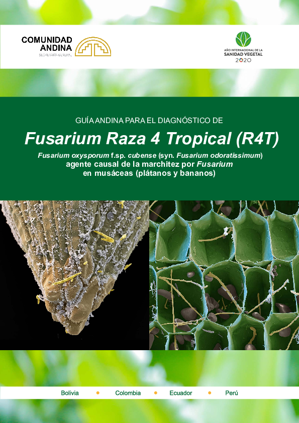 (PDF) GUÍA ANDINA PARA EL DIAGNÓSTICO DE Fusarium Raza 4 Tropical (R4T ...