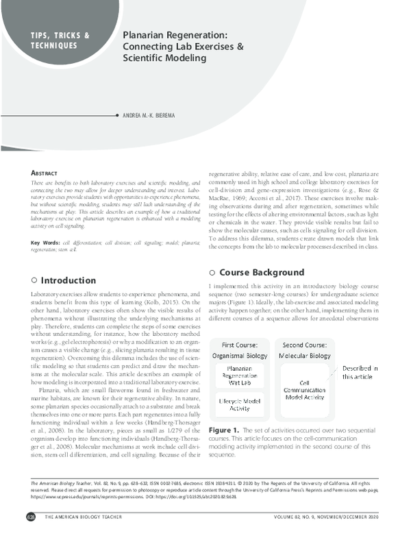 Stages of planaria regeneration picture