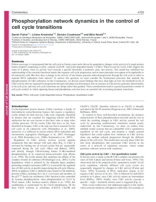 (PDF) Phosphorylation network dynamics in the control of cell cycle ...