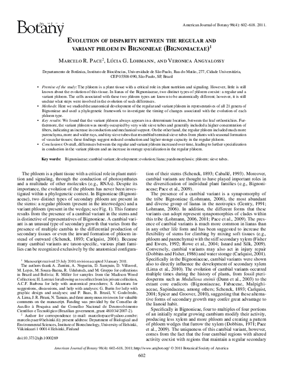 (PDF) Evolution of disparity between the regular and variant phloem in ...