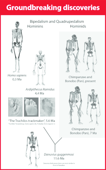 (PDF) Hominins properties manifested in modern humans