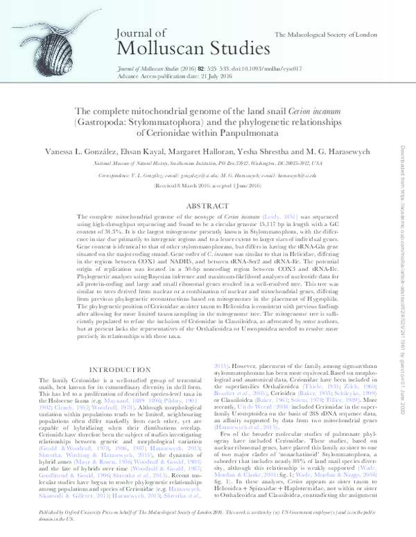 (PDF) The complete mitochondrial genome of the land snailCerion incanum ...