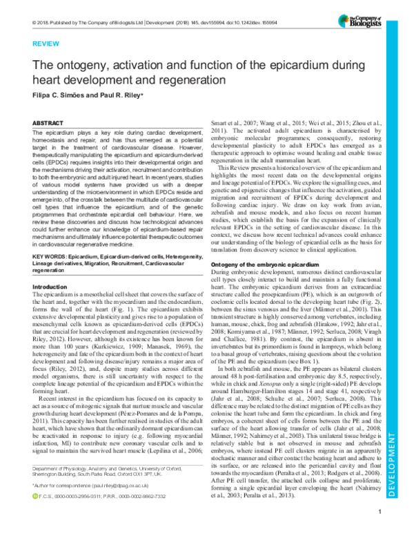(PDF) The ontogeny, activation and function of the epicardium during ...