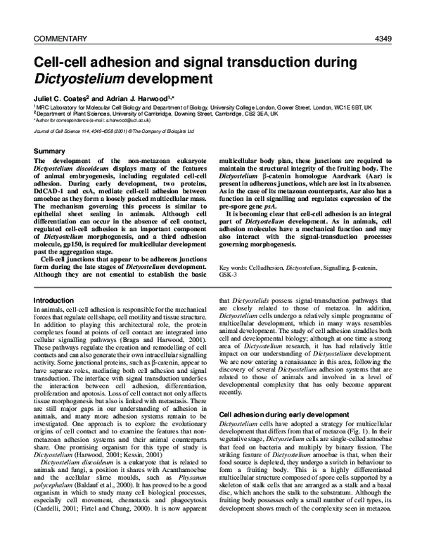 (PDF) Cell-cell adhesion and signal transduction during Dictyostelium ...