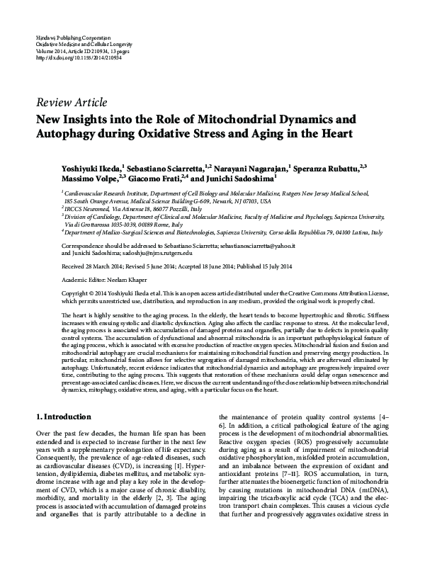(PDF) New Insights into the Role of Mitochondrial Dynamics and ...