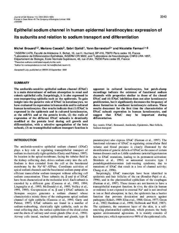 (PDF) Epithelial sodium channel in human epidermal keratinocytes ...