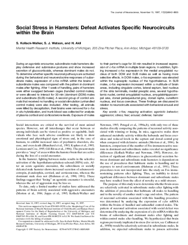 (PDF) Social stress in hamsters: defeat activates specific ...