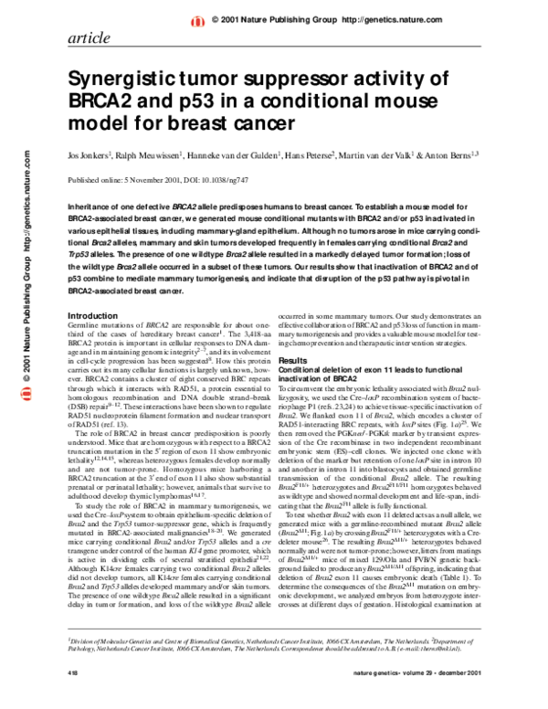 (PDF) Synergistic tumor suppressor activity of BRCA2 and p53 in a ...