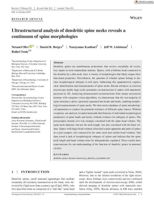 (PDF) Ultrastructural analysis of dendritic spine necks reveals a ...