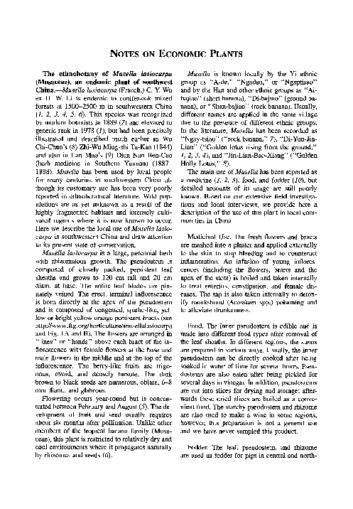 (PDF) The ethnobotany of Musella lasiocarpa (Musaceae), an endemic ...
