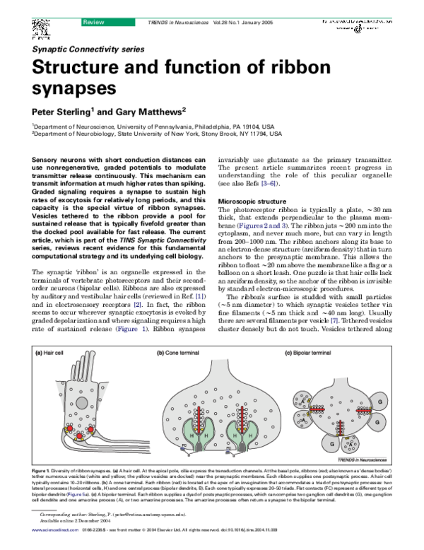(PDF) Structure and function of ribbon synapses