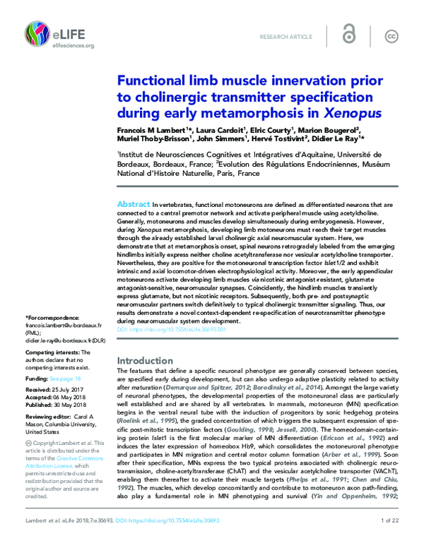 (PDF) Functional limb muscle innervation prior to cholinergic ...