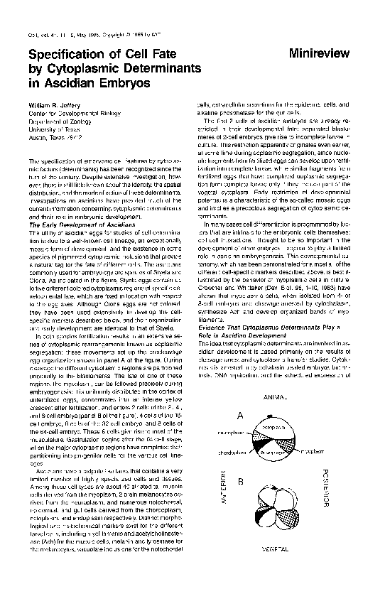 (PDF) Specification of cell fate by cytoplasmic determinants in ...