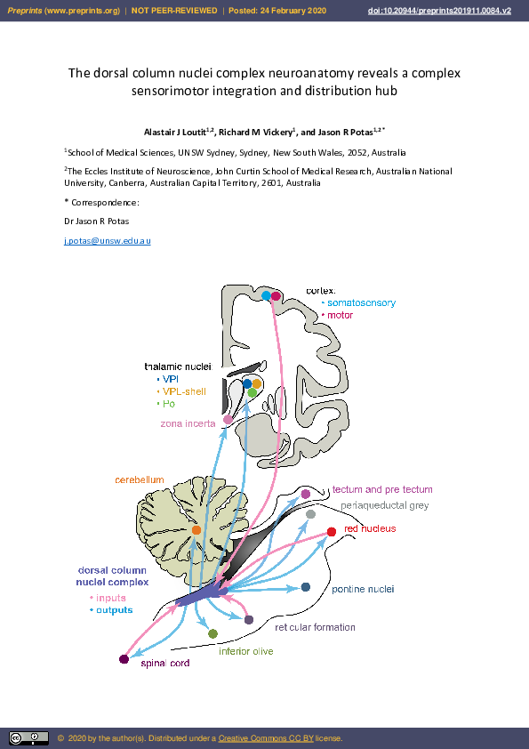 (PDF) The Dorsal Column Nuclei Complex Neuroanatomy Reveals a Complex ...