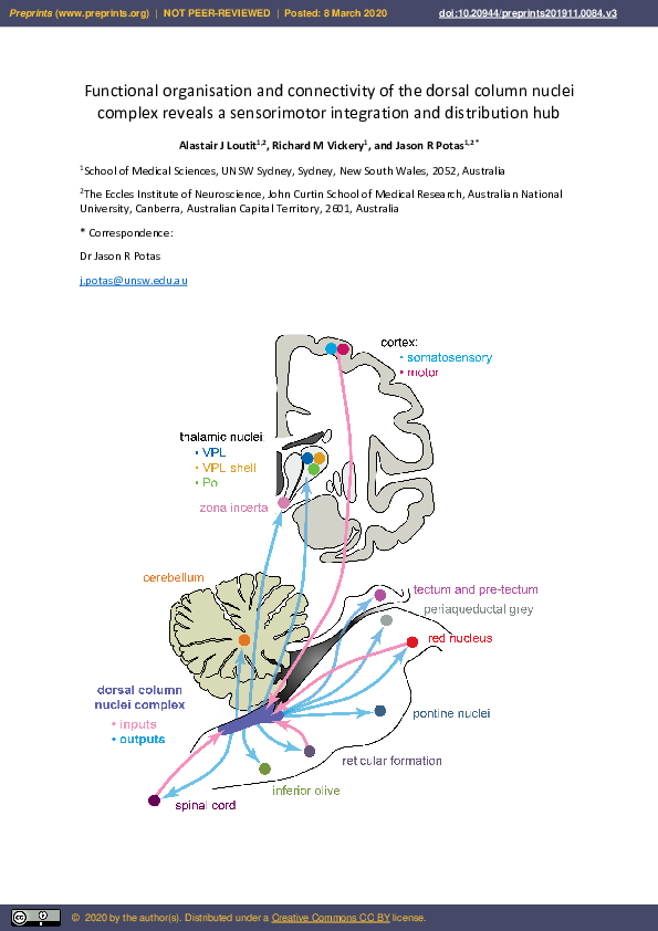(PDF) Functional Organisation and Connectivity of the Dorsal Column ...