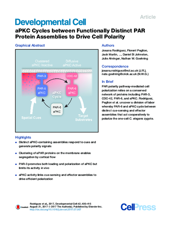 (PDF) aPKC Cycles between Functionally Distinct PAR Protein Assemblies ...