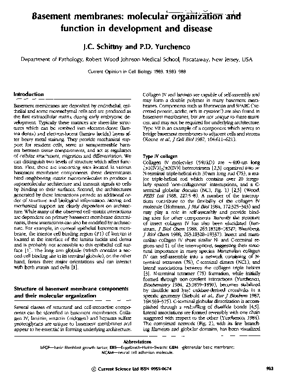 (PDF) Basement membranes: molecular organization and function in ...