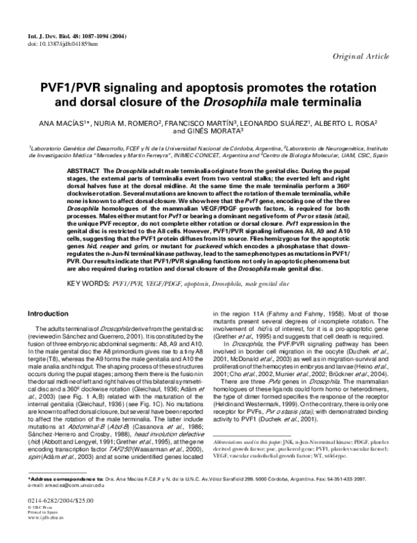 (PDF) PVF1/PVR signaling and apoptosis promotes the rotation and dorsal ...