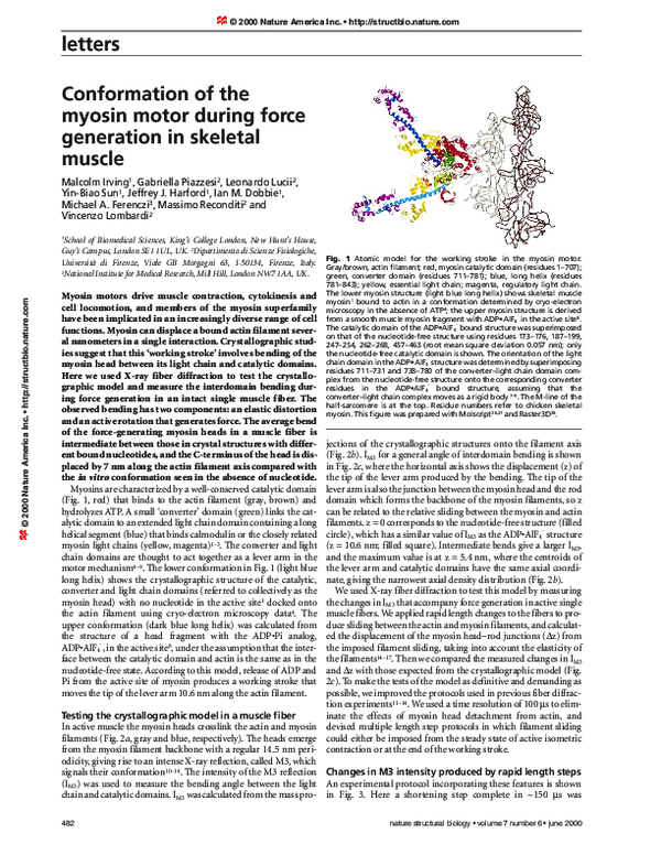 (PDF) Conformation of the myosin motor during force generation in ...
