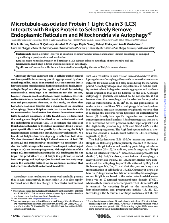 (PDF) Microtubule-associated Protein 1 Light Chain 3 (LC3) Interacts ...