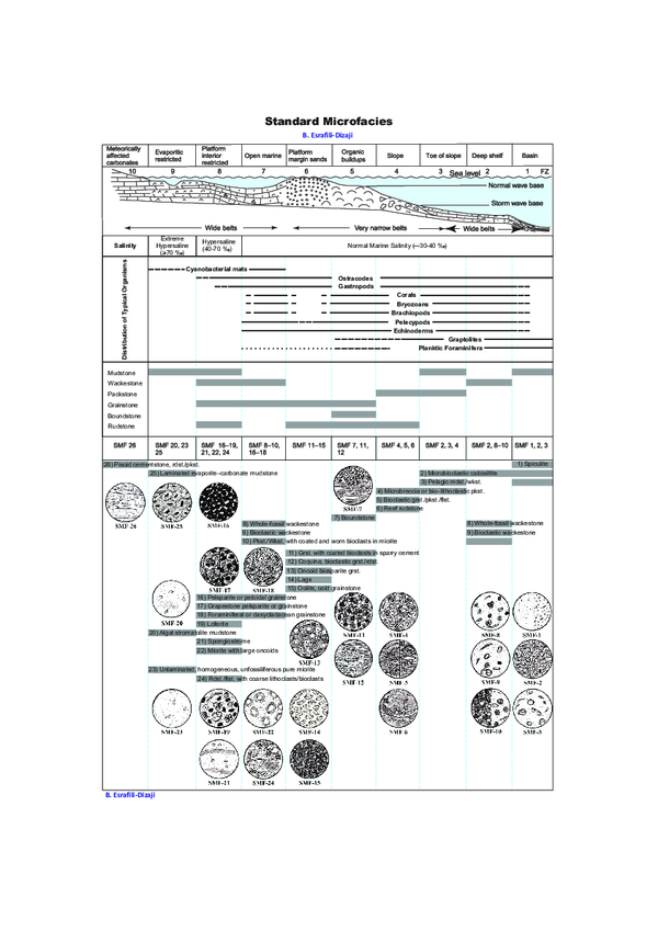 (PDF) Standard microfacies (SMF's) of a carbonate shelf Behrooz