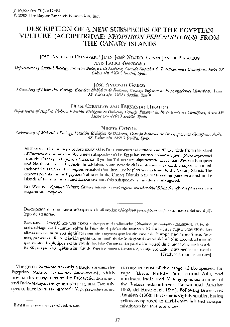 Description of a New Subspecies of the Egyptian Vulture (Accipitridae: Neophron Percnopterus) From the Canary Islands