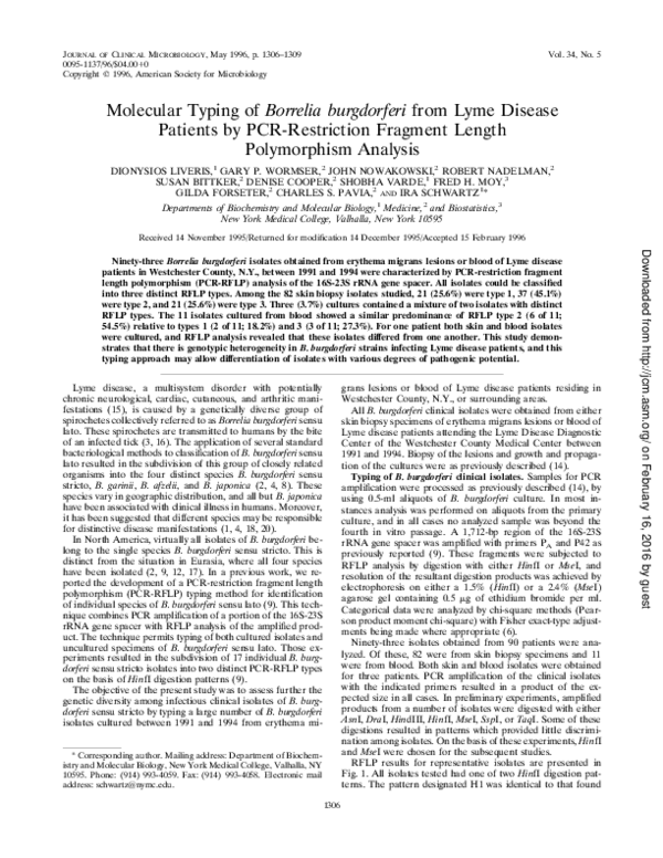 Borrelia burgdorferi essay picture