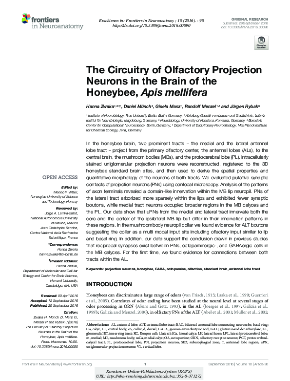 (PDF) The Circuitry of Olfactory Projection Neurons in the Brain of the ...