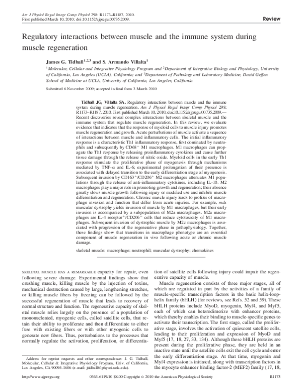 (PDF) Regulatory interactions between muscle and the immune system ...