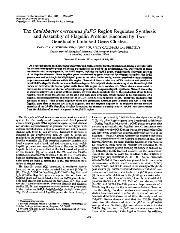 Synthesis essay example image